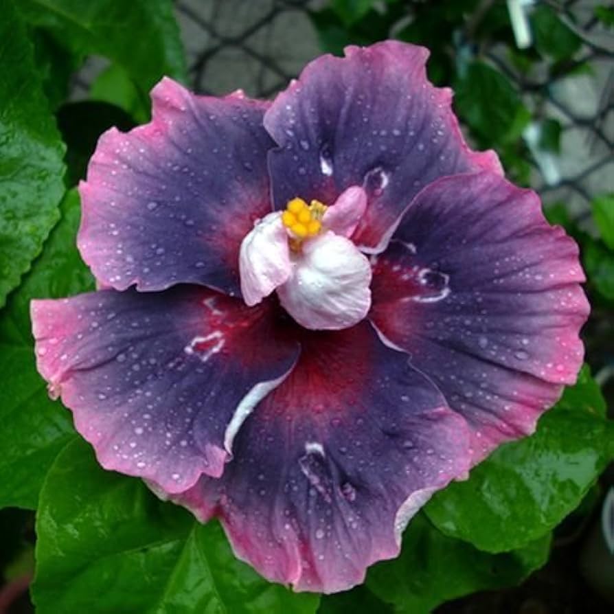 Rare Blue Pink Purple Hibiscus seeds (giant exotic) featuring large exotic blooms with a gradient of cool blue, warm pink, and vibrant purple, ideal for statement planting